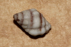 Oppomorus purpureocinctus image