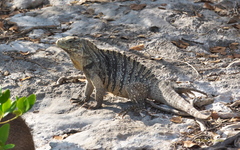 Cyclura nubila