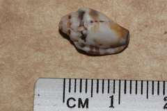 Canarium microurceum