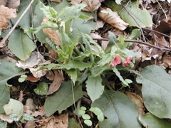 Pulmonaria rubra