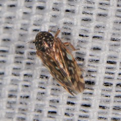 Xestocephalus superbus