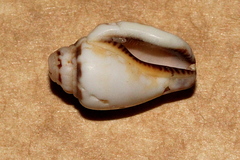 Canarium microurceum
