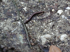 Pachyiulus hungaricus