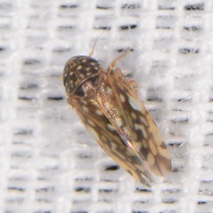 Xestocephalus superbus