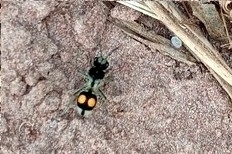 Hoplomutilla spinosa