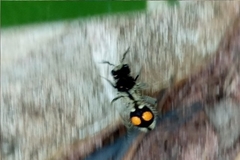 Hoplomutilla spinosa