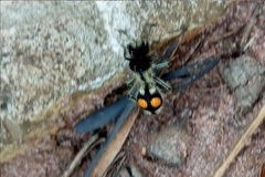 Hoplomutilla spinosa