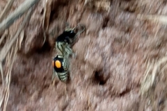 Hoplomutilla spinosa