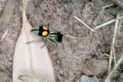 Hoplomutilla spinosa