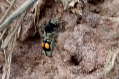 Hoplomutilla spinosa