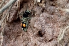 Hoplomutilla spinosa