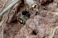 Hoplomutilla spinosa