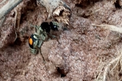 Hoplomutilla spinosa