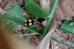 Hoplomutilla spinosa