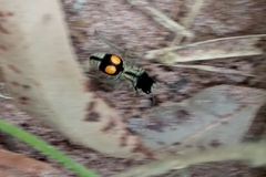 Hoplomutilla spinosa