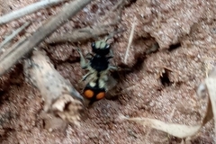 Hoplomutilla spinosa