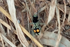 Hoplomutilla spinosa