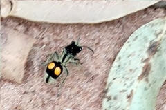 Hoplomutilla spinosa