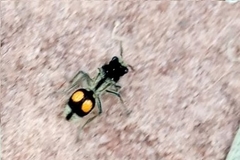 Hoplomutilla spinosa