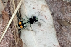 Hoplomutilla spinosa