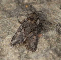 Lacinipolia teligera