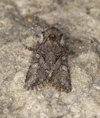 Lacinipolia teligera