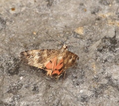 Drasteria mirifica