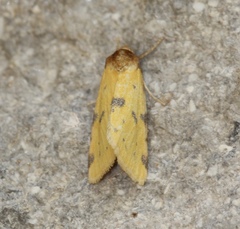 Azenia obtusa