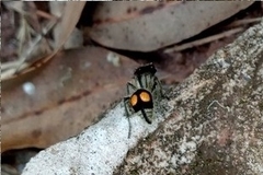 Hoplomutilla spinosa