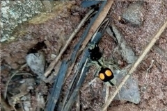 Hoplomutilla spinosa