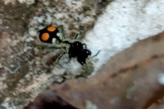 Hoplomutilla spinosa