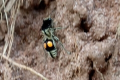 Hoplomutilla spinosa