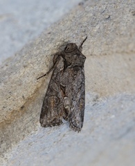 Lacinipolia teligera