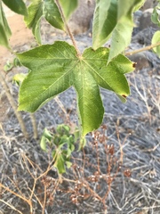 Jatropha gossypiifolia