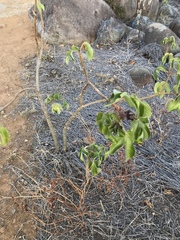 Jatropha gossypiifolia