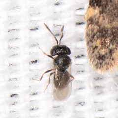 Trissolcus