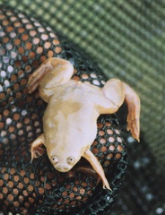 Xenopus