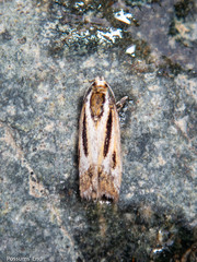 Scoparia subita