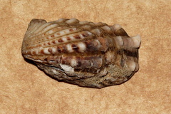 Cardita aviculina image
