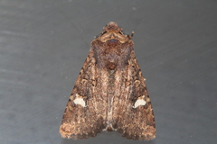 Dryobota labecula