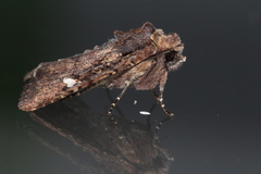 Dryobota labecula