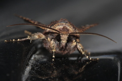 Dryobota labecula