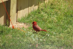 Cardinalis cardinalis