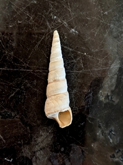 Turritella cooperi