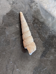 Turritella cooperi