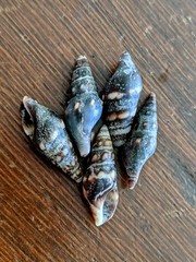 Pseudomelatoma torosa