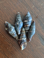 Pseudomelatoma torosa