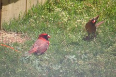 Cardinalis cardinalis