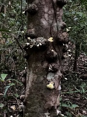 Syzygium monospermum