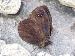 Percnodaimon merula